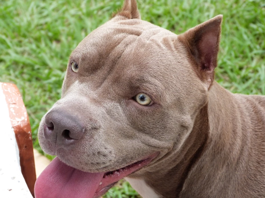 Detienen a sujetos por aventar a un pitbull a una pileta