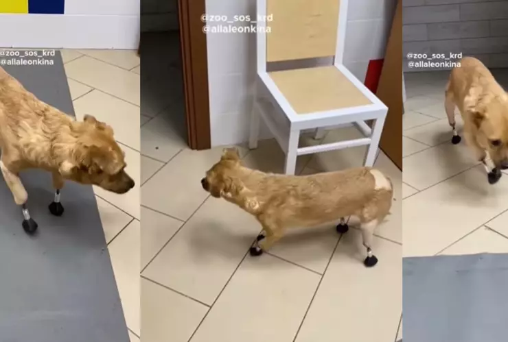 protesis perrita rusia