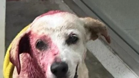 Perrito callejero es VÍCTIMA de un ataque de pitbull en Caucel (FOTO)