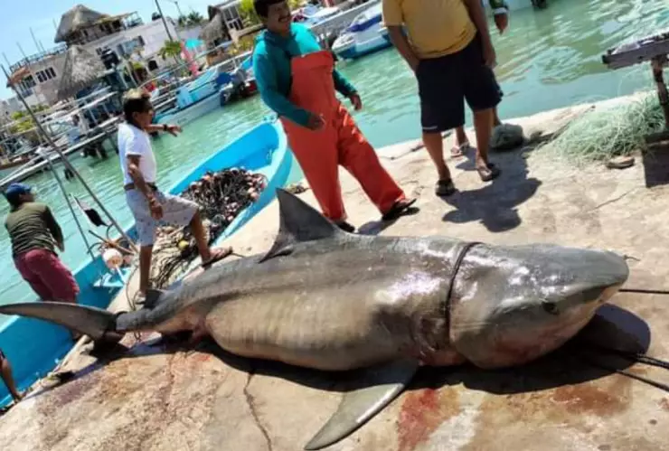 Pescadores capturan ENORME TIBURÓN en costas de Yucatán_ FOTOS.