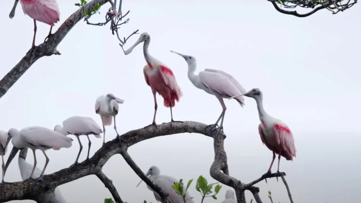 Descubre las Áreas Naturales Protegidas de México, CONANP .jpeg