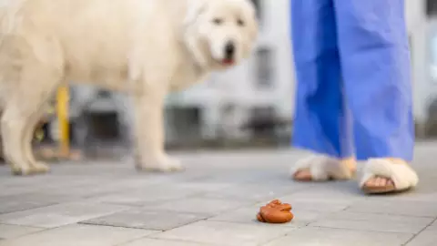 ¿Por qué los perros se comen sus propias heces?