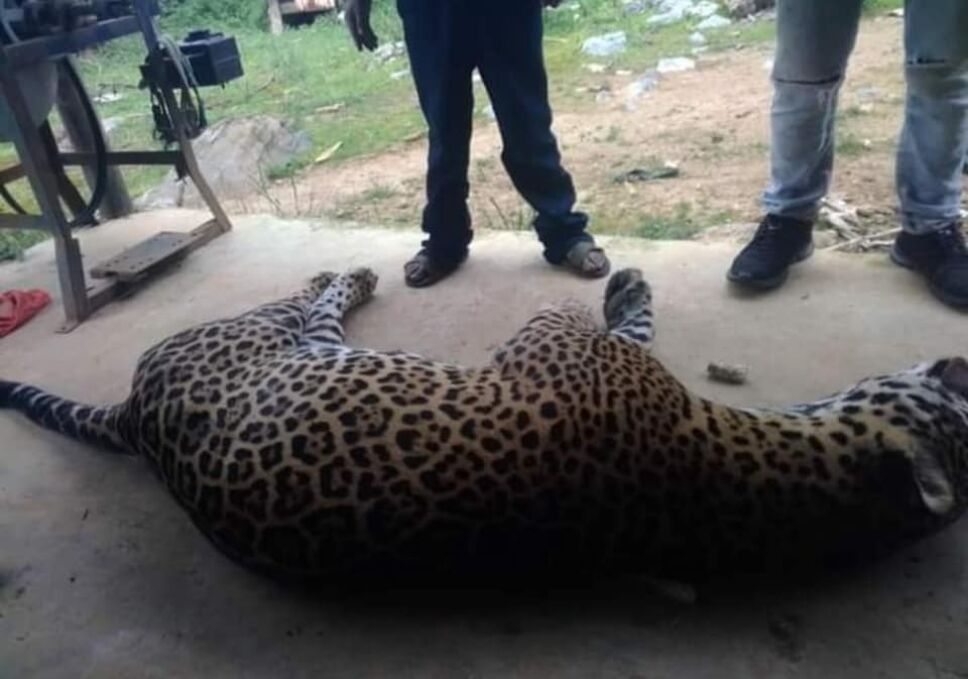 Campesino envenena a jaguar por matar a su burro