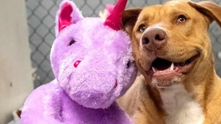 perro callejero con unicornio