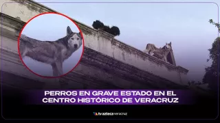 Internautas piden rescatar a dos canes en aparente abandono sobre una azotea en Veracruz