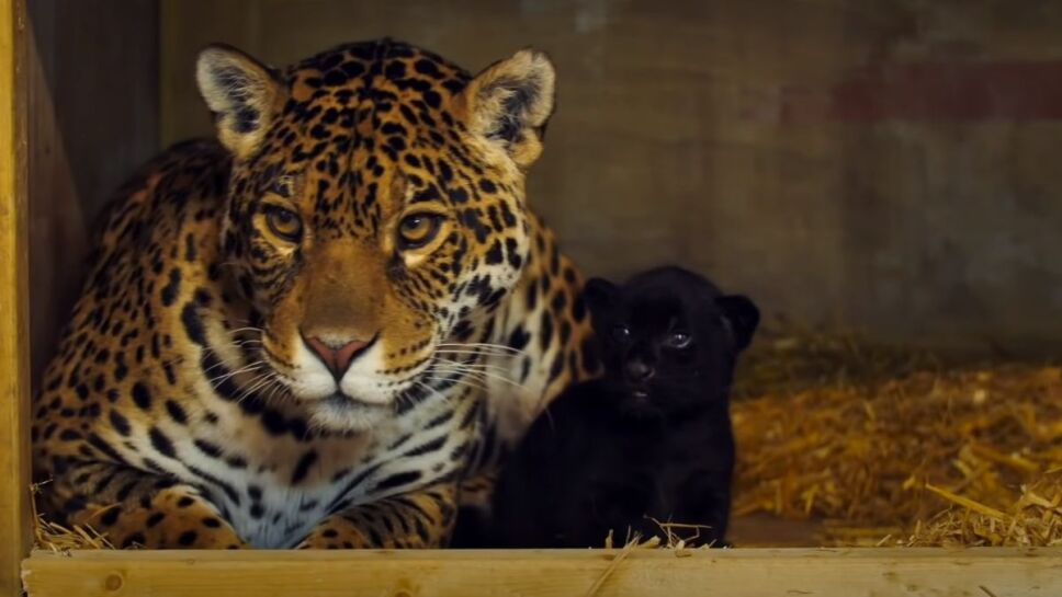 Jaguar negro, bebé, santuario.jpg