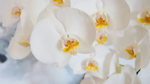 Festival Internacional de la Orquídea 2023: Fechas y actividades