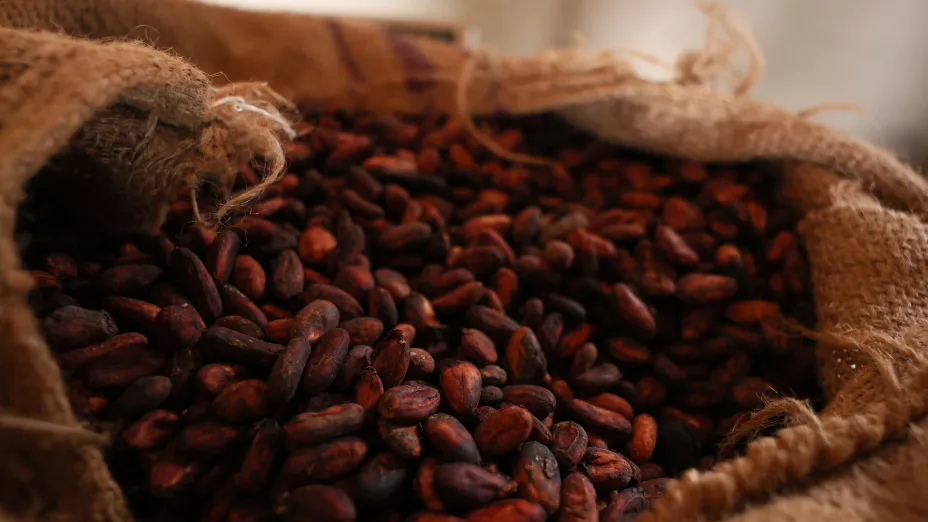 West Africa Cocoa Farmers