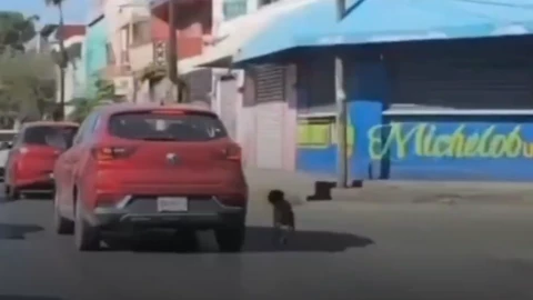 abandonan a perrito.png