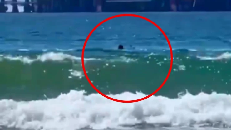 Ataque de tiburón mortal en Israel