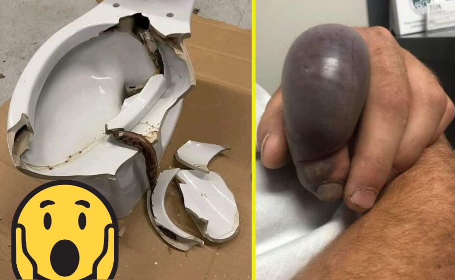 Serpiente en wc