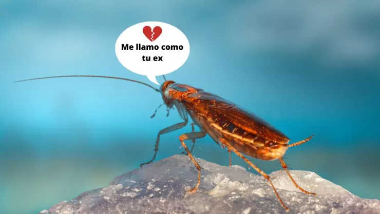 Te dejan ponerle el npombre de tu ex a una cucaracha