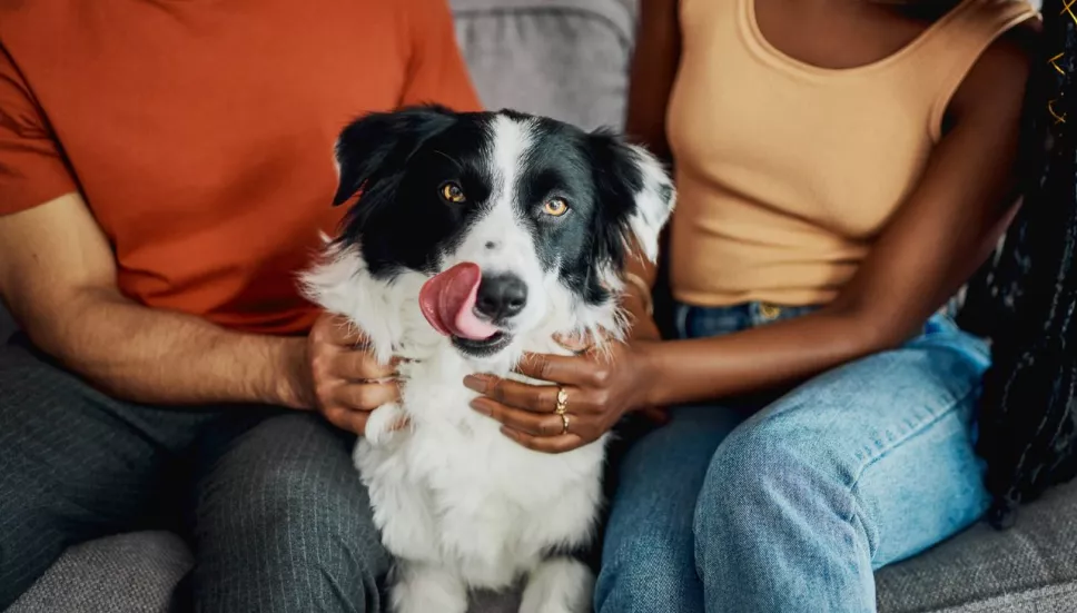 ¿Con quién se queda el perro? Proponen iniciativa