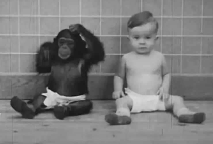 Chimpancé, bebé, psicólogos a.jpg