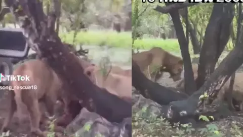 VIDEO: Cuidador de zoológico sufre ataque de leones cuando los alimentaba; murió frente a turistas