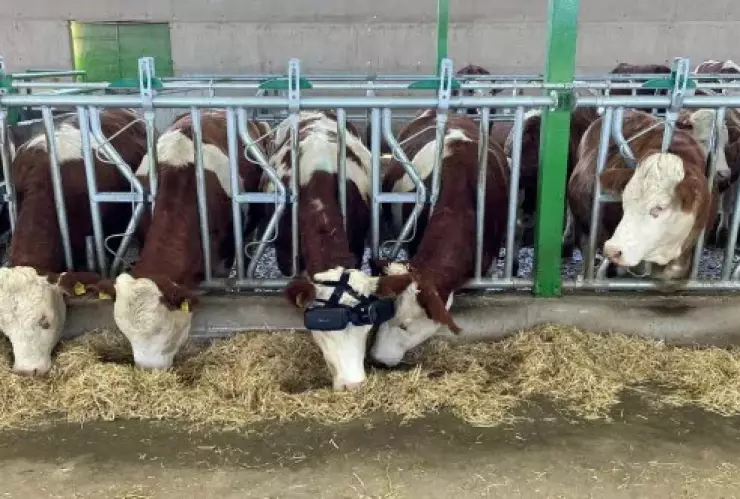 Vacas, realidad virtual, gafas 2.jpg