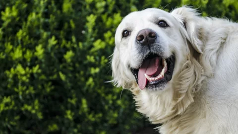 perros sienten cosas paranormales