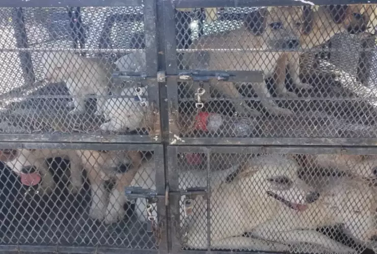 Rescate masivo de perros por maltrato animal en Sonora; decenas son salvados