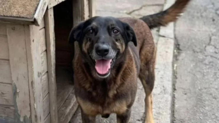 Caso Orelha: investigan a adolescentes por muerte de perrita comunitaria en Brasil