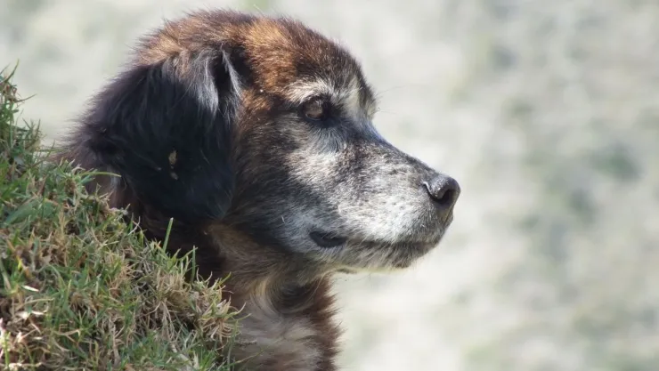 Cómo cuidar a un perro senior: alimentación, prevención y visitas al veterinario