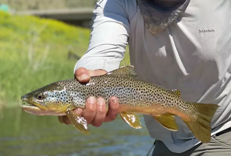 pez cabeza de serpiente