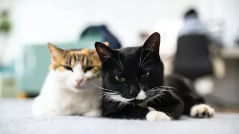 día-del-gato-cuántos-michis-hay-en-México-8-de-agosto-2023