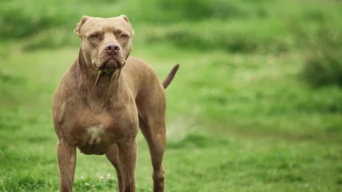 Desgarrador: Perro ataca y desfigura a niña 8 años que regresaba de la escuela