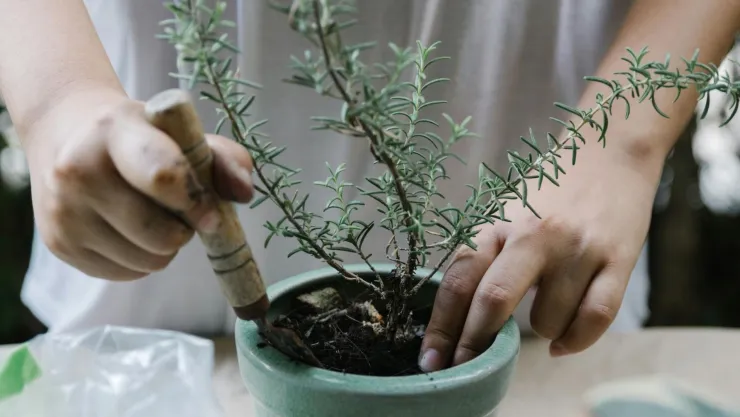 4 pasos para cuidar tu planta de Romero