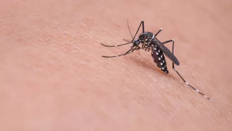 ¿Cómo eliminar el mosquito del dengue? Tips para deshacerte de él