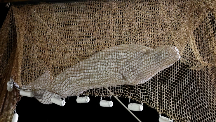 Beluga whale strayed into France’s Seine river