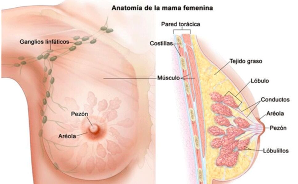cancer-de-mama-autoexploracion