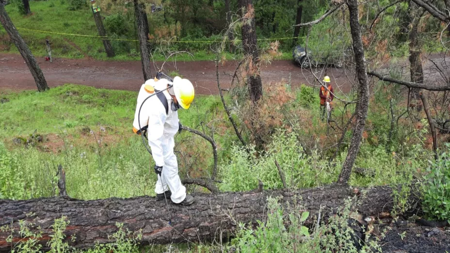 Autoriza la Conafor tratamiento contra plaga de insectos descortezadores que afecta bosque de pino en CD_Conafor CDMX.jpeg