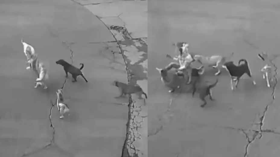 Atacada por seis perros