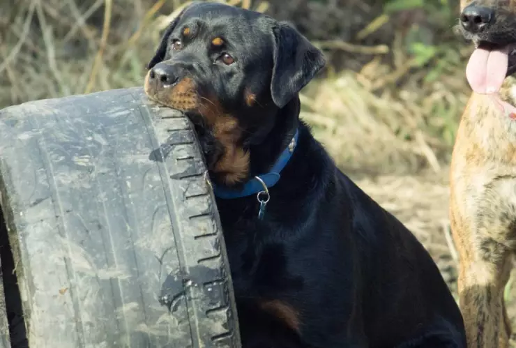 Estudio revela que hay una tierna raza de perros más agresiva que el rottweiler