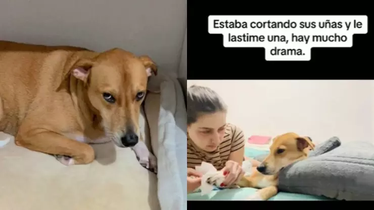 Perrita hace la “ley del hielo” a su dueña y se vuelve viral en redes sociales