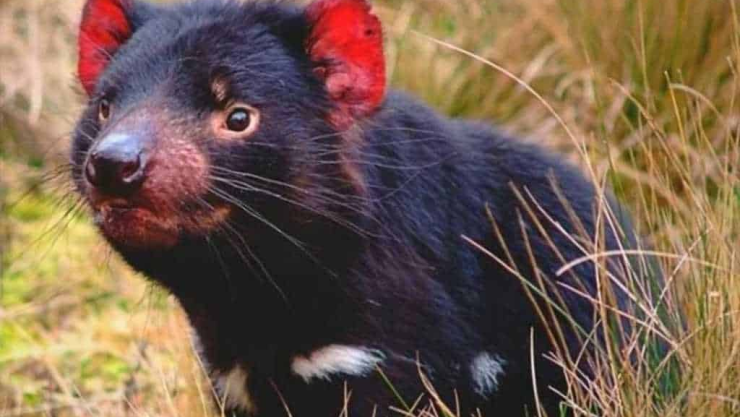 En peligro demonio de Tasmania por enfermedad
