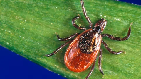 Hombre muere tras ser picado por garrapata con Powassan