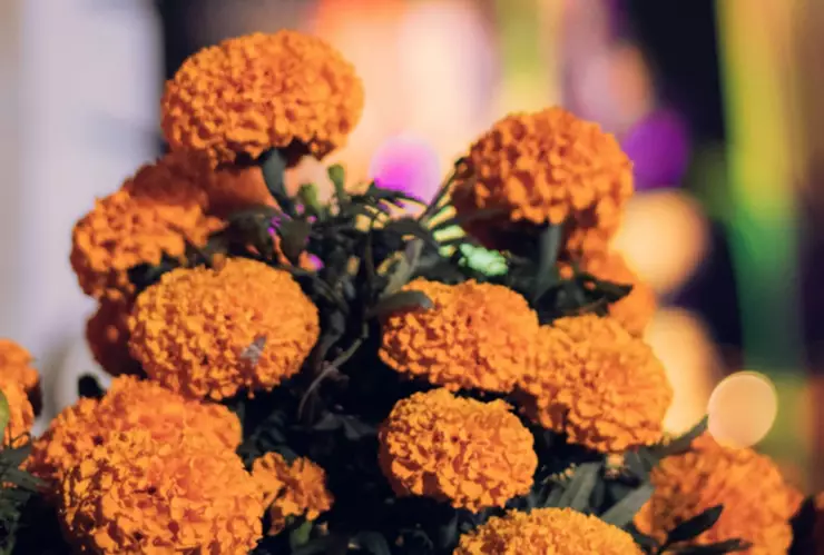 cierres viales puebla 1 y 2 de noviembre 2024