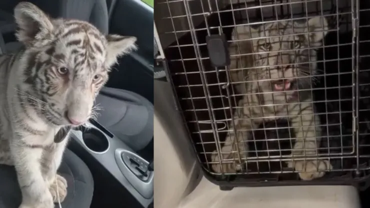 Tigre cachorro de Bengala blanco rescatado en Central de Abasto en Iztapalapa: ¿qué pasará con él?