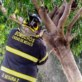 Árbol de 5 metros se desploma en la carretera Picacho-Ajusco este miércoles