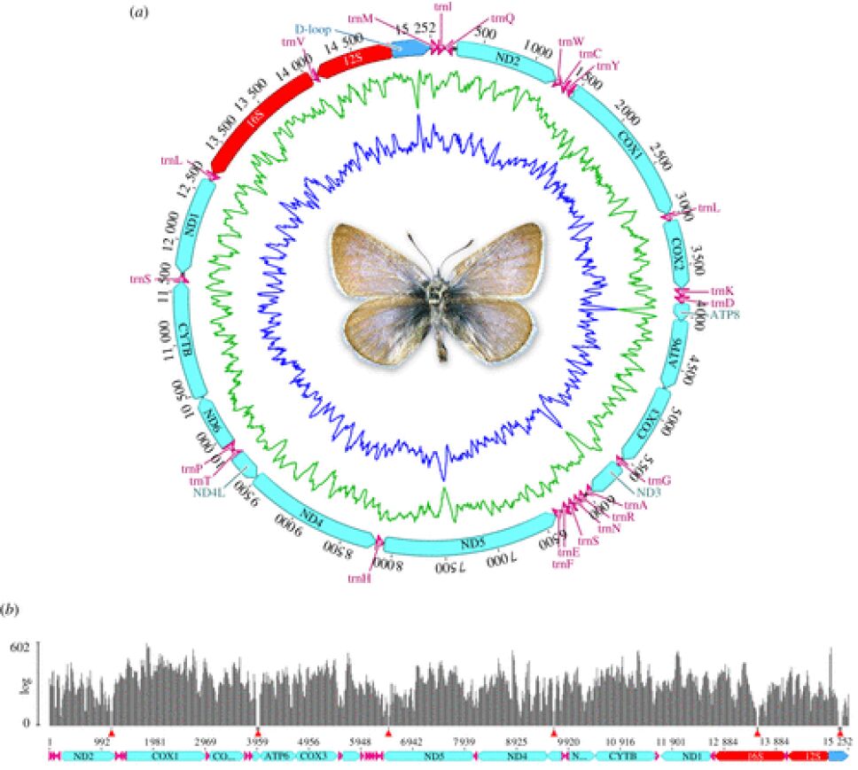 El ADN de la mariposa azul de Xerces de 1928 confirmó su extinción, la cual fue provocada por el ser humano en EUA.
