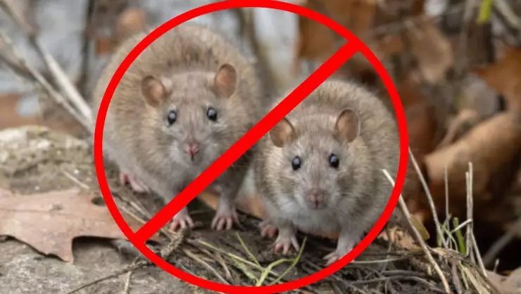 Hantavirus