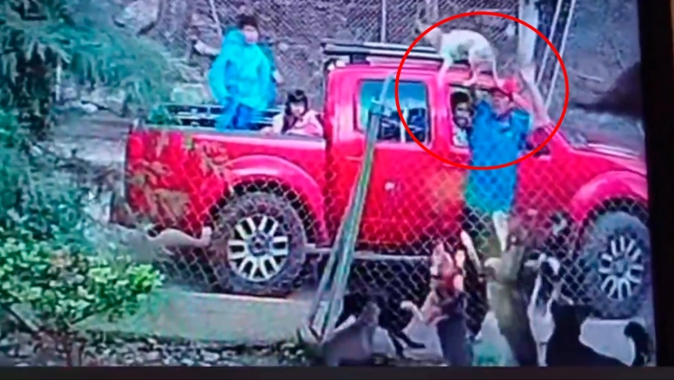 Video: sujeto lanza un cachorrito a una jauría de perros que terminan devorándolo frente a unos niños