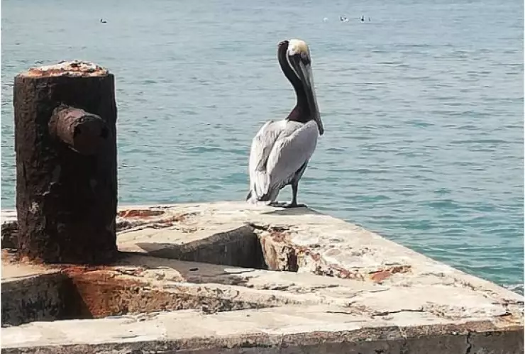 aves playeras efemérides 6 de septiembre 2022