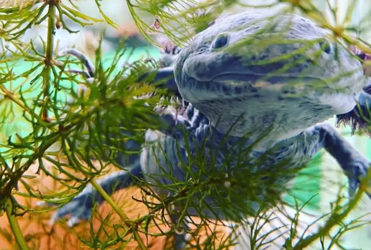 La UNAM ha lanzado la Campaña Adoptaxolotl 2024