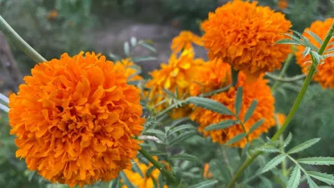 Campo de flor de cempasúchil en Mazatlán, Sinaloa