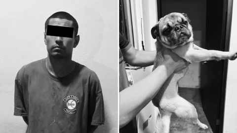 Perro pug Guadalupe Nuevo león.png