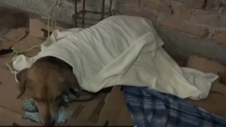 gusano-barrenador-en-veracruz-detectan-casos-en-perros-san-andres-tenejapan-y-piden-ayuda-urgente