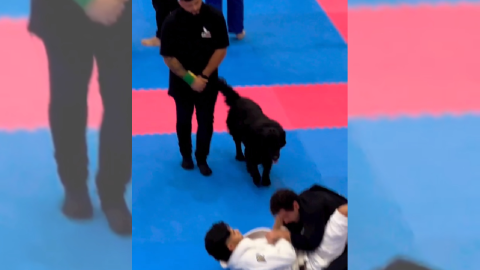 Video Perro interrumpe torneo de jiu jitsu y salva a dueño