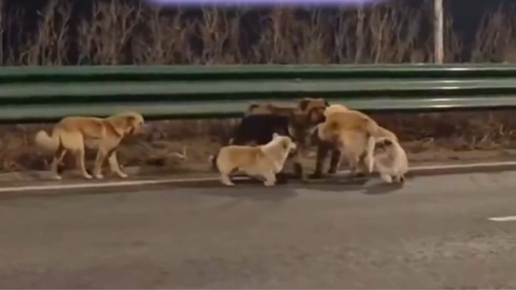 Perros escapan de traficantes y regresan a casa tras recorrer 17 km.